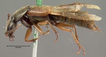 Media type: image;   Entomology 6293 Aspect: habitus lateral view